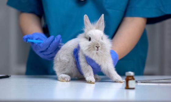 Le vaccinazioni del coniglio