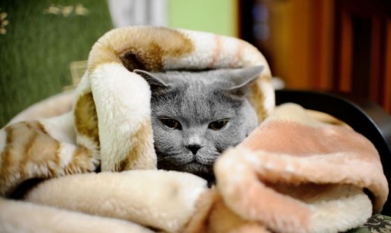 È tempo di raffreddore (anche per il gatto)