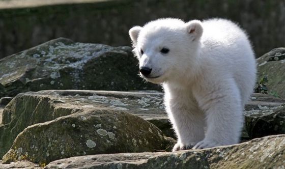 L'orso polare Knut stroncato da un'encefalite