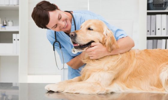 Infezioni cutanee nel cane: la piodermite