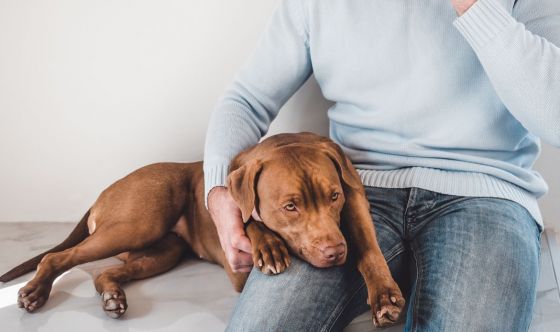 Sangue Nelle Feci Del Cane Quando Ci Si Deve Preoccupare