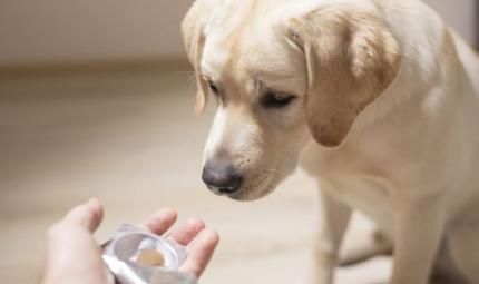 Antinfiammatori per cani e gatti, un aiuto per il dolore