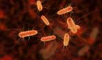 Il batterio Escherichia coli: pericoloso o innocuo?