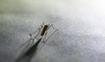 Malaria: una nuova zanzara individuata in Africa