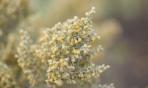 Fitoterapia: le proprietà dell'Artemisia