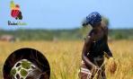«Dal seme al piatto»: un futuro in rosa per il Mozambico