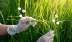 Gli OGM: buoni o cattivi?
