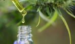 I benefici dell'olio di cannabis