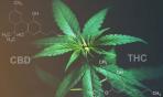 Allarme ISS: sul web alimenti contenenti cannabis
