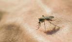 Alcuni sono punti dalle zanzare, altri no: da che dipende?