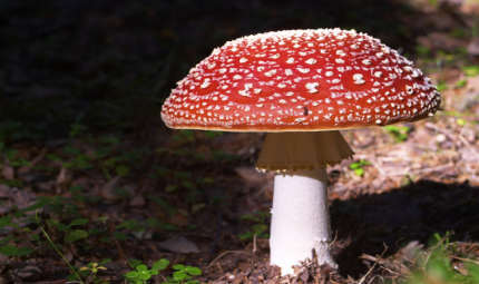 Autunno: conosci i funghi?