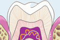 Il dente: struttura