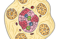 Il pancreas
