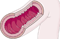 Configurazione interna dell'intestino tenue