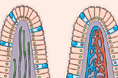 Organizzazione dei villi intestinali