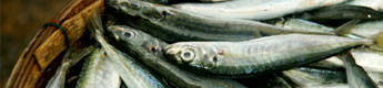 Sardine